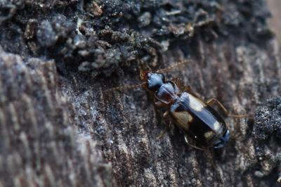 <i>Philorhizus quadrisignatus</i>