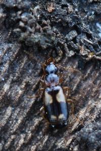 <i>Philorhizus quadrisignatus</i>