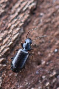 <i>Syntomus obscuroguttatus</i>