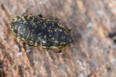<i>Rhinocyllus conicus</i>