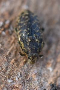 <i>Rhinocyllus conicus</i>