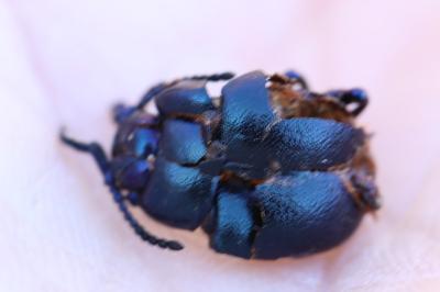 <i>Timarcha goettingensis</i>