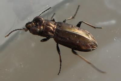 <i>Notiophilus quadripunctatus</i>
