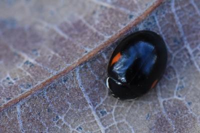 <i>Adalia decempunctata</i>