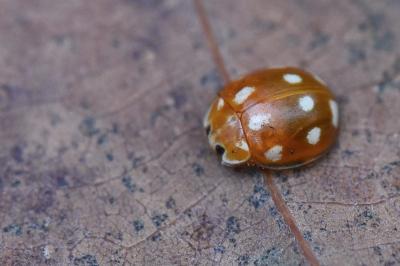 <i>Calvia decemguttata</i>