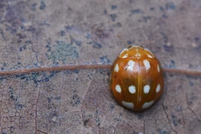 <i>Calvia decemguttata</i>