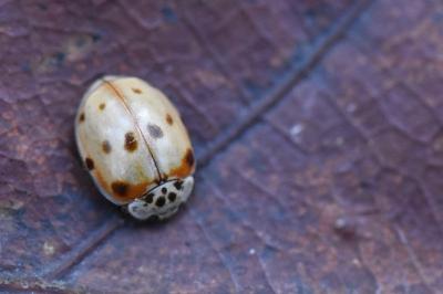<i>Adalia decempunctata</i>