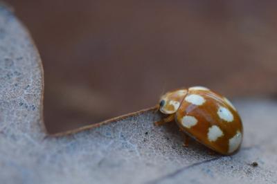 <i>Calvia decemguttata</i>