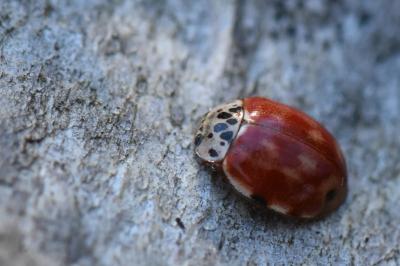 <i>Harmonia quadripunctata</i>
