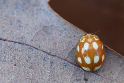 <i>Calvia decemguttata</i>