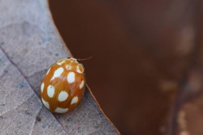 Calvia decemguttata