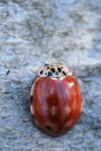 <i>Harmonia quadripunctata</i>