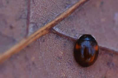 <i>Adalia decempunctata</i>