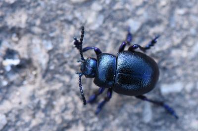 <i>Timarcha goettingensis</i>
