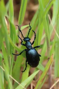 <i>Meloe violaceus</i>