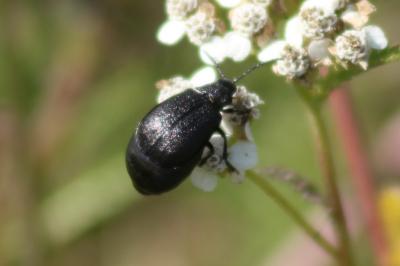 <i>Galeruca tanaceti</i>