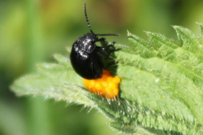 <i>Galeruca</i>