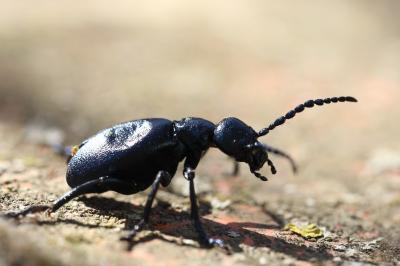 <i>Meloe violaceus</i>