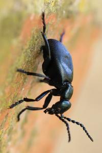 <i>Meloe violaceus</i>