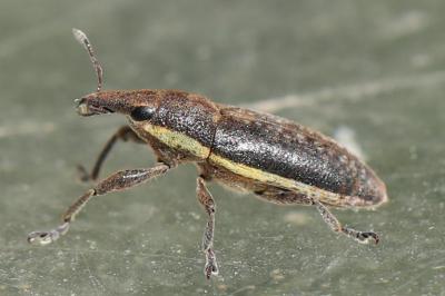<i>Lixus ochraceus</i>