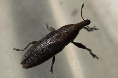 <i>Lixus ochraceus</i>