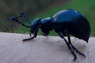 <i>Meloe violaceus</i>