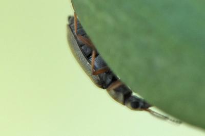 <i>Danacea</i>