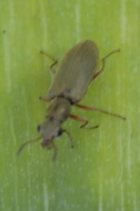 <i>Danacea</i>