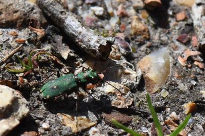 <i>Cicindela campestris</i>