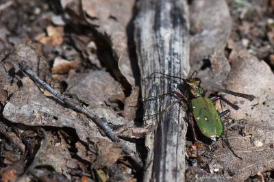 <i>Cicindela campestris</i>