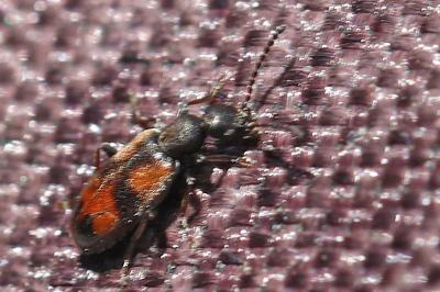 <i>Anthicus antherinus</i>