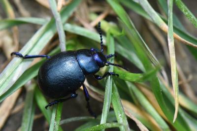 <i>Timarcha goettingensis</i>