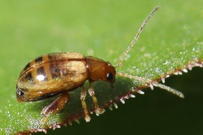 <i>Longitarsus</i>