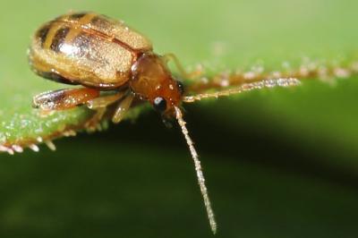 <i>Longitarsus</i>