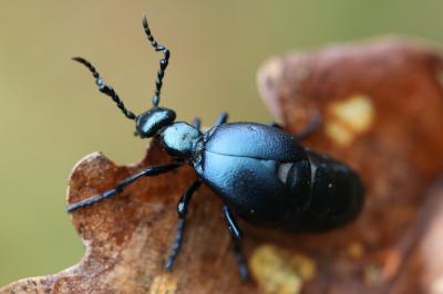 <i>Meloe violaceus</i>