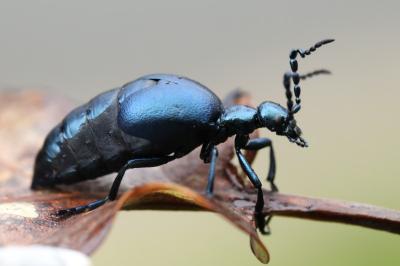 Meloe violaceus