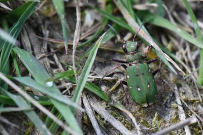 Cicindela campestris