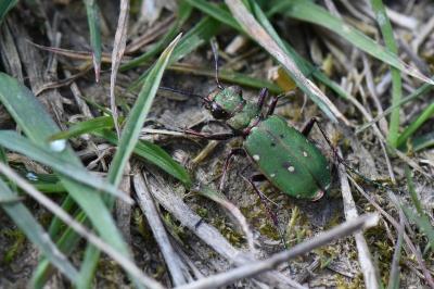 <i>Cicindela campestris</i>