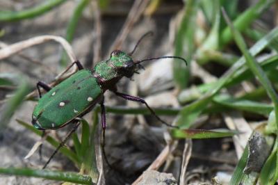 <i>Cicindela campestris</i>