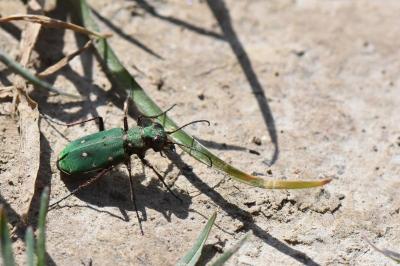 <i>Cicindela campestris</i>