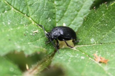 <i>Galeruca tanaceti</i>