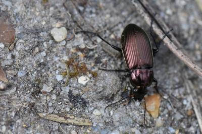<i>Poecilus cupreus</i>