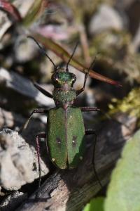 <i>Cicindela campestris</i>