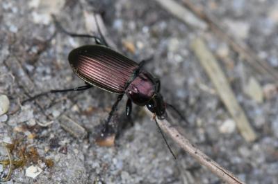 <i>Poecilus cupreus</i>