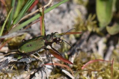 <i>Cicindela campestris</i>