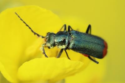 <i>Malachius bipustulatus</i>