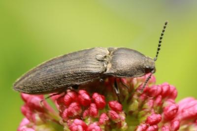 <i>Cidnopus pilosus</i>