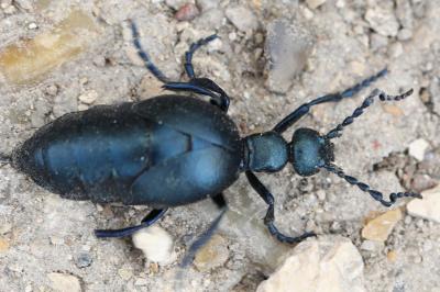 <i>Meloe violaceus</i>