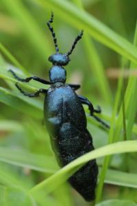 <i>Meloe violaceus</i>
