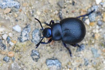 <i>Timarcha goettingensis</i>
